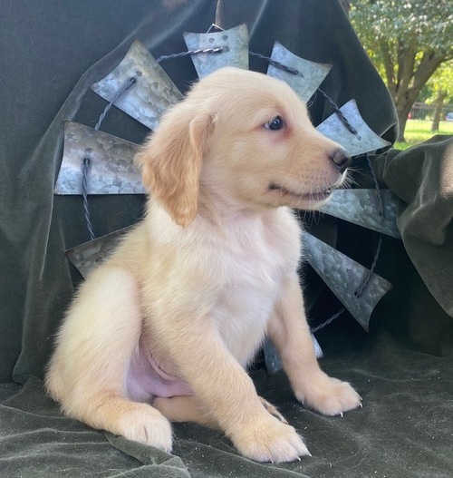 Healthy Akc Golden Retriever Puppies For Sale